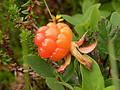 Cloudberry