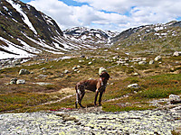 500fjell_p6200300.jpg