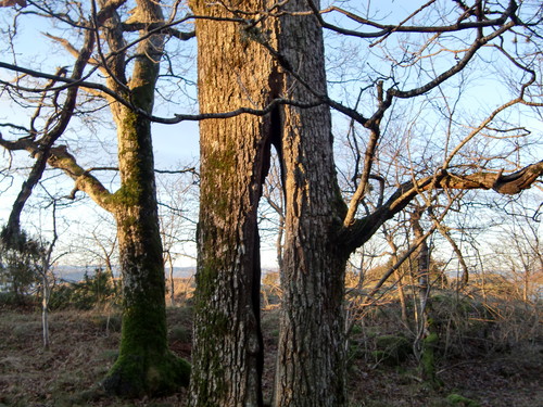 En liten unge kan få plass inne i dette eketreet