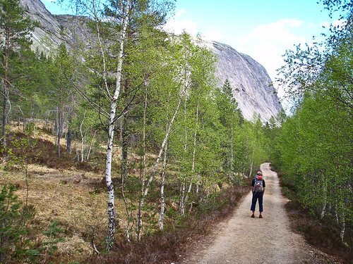 På vei tilbake til bilen. Hægefjells store sva dukker opp av skogen bak.