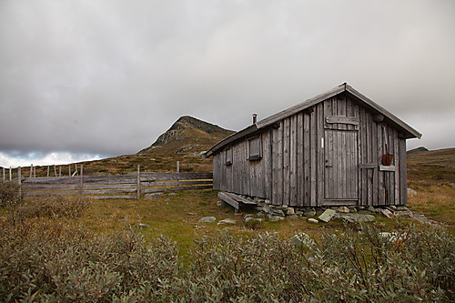 Buatindbue med Buatinden i bakgrunnen.