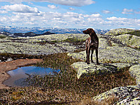 500fjell_p6200303.jpg