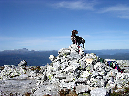 Frigg på Bletoppen med Gaustatoppen bak.