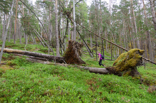 Mye rot(velt) i skogen