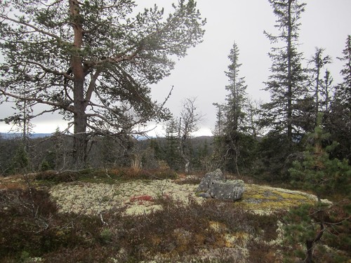 Toppvarden på Jevnlisfjellet. Skogkledt og langstrakt ås.