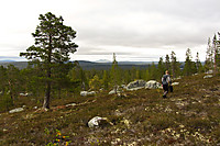 Vakre Femundsmarka! Her på Femundsåsen.