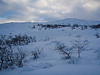 Over skoggrensa på Tungefjellet og Olsskavlen kommer til syne.