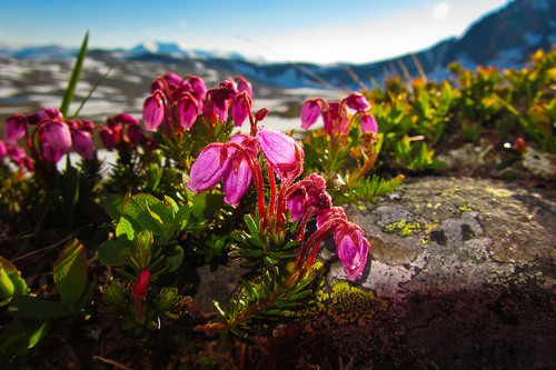 Plantelivet var ikke så verst i Sarek heller.