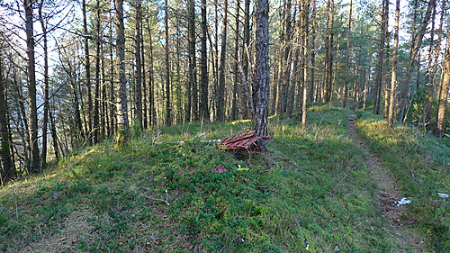 Hersnipo på Jerfjellet - skogstopp i Lindås