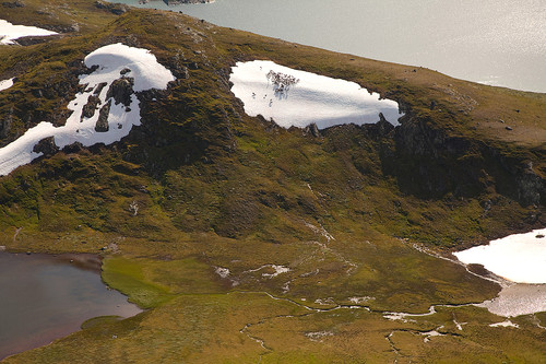 Reinsdyr vest på Mefjellet.