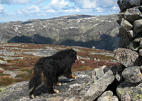 Sveinsheii sett fra høyeste i Nissedal kommune, Føreheinuten.