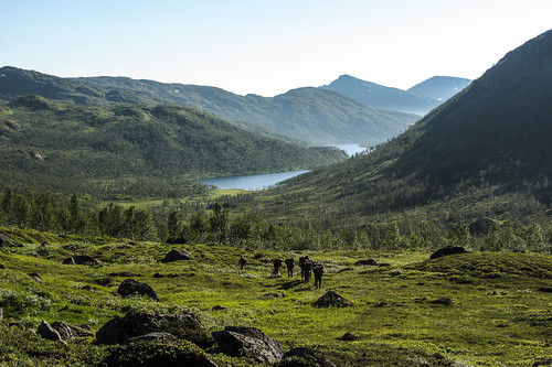 Kun en nedoverbakke til leiren ved Litje-Ostervatnet. Mange slitne føtter nå...