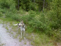 Her begynner stien, fra traktorveien fra der vi startet. Du ser tur T i bakgrunnen bak Sniff