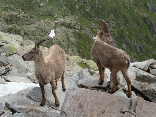 We think these were chamois. Very elegant animals :-)