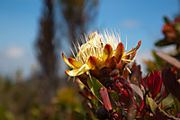 Kilimanjaro-protea