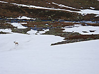 500fjell_p6200312.jpg