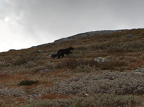 Et helt ubrukelig bilde. Mest som et fotografisk bevis for at jeg ikke innbilte meg det hele :)