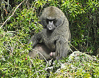 Bavian i Mt. Kenya National Park.