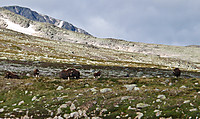 500fjell_p7270195.jpg