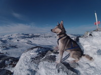 Sniff nyter sola, og har Gaustatoppen under haka:)