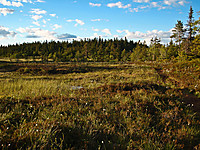 Årkjølen i siktet. Når du er her kan du se et flagg stikke opp av skogen.