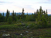 På Raskiftet (809 moh.), Trysilfjellet ses bak tror jeg.