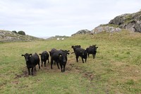 Hundevonde kuer, gjør at vi må bryte av på vår planlagte kurs....