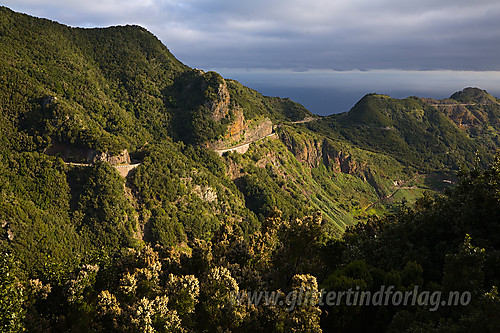 Mye fin natur på Tenerife, alt fra ørkentørt landskap til virkelig grønne og frodige partier.