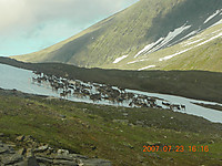 Reinsdyrsflokk mellom Rødryggen og Tromsdalstinden.