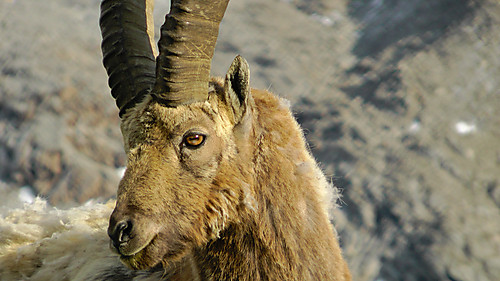 Alpensteinbock