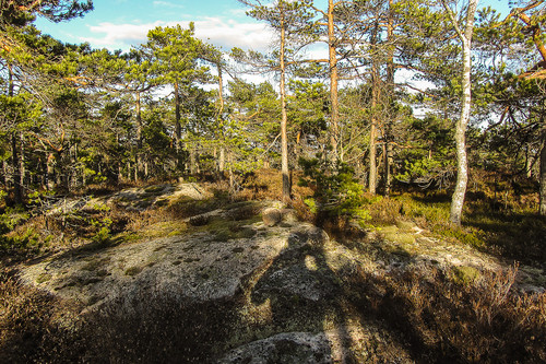 Høyeste punkt på Høgåsen.