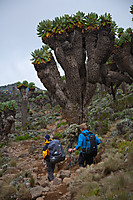 Nedover fra Lava Tower Camp mot Barranco Camp. Kilimanjaro-senecia.