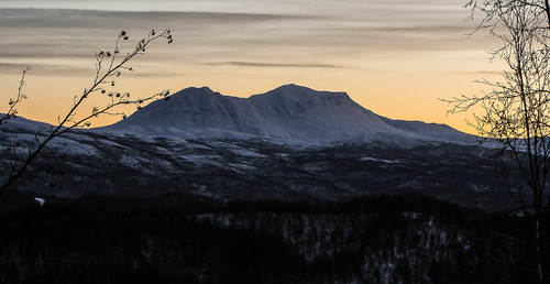 Stormauken.