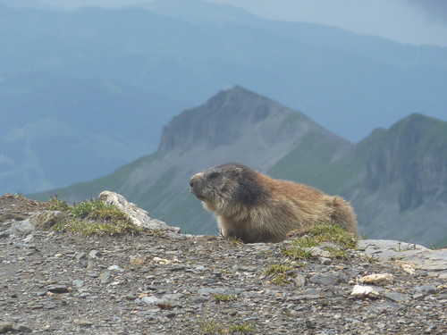 A bit of marmot action