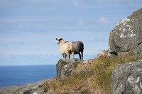 Nesten oppe ved toppen finner vi den høydesterke dyre-sorten, som en finner her oppe i høyden: Norsk villsau