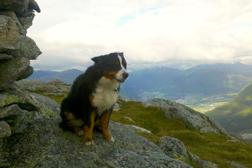 Ung hund med bakoversveis i vinden