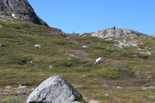 Reinsdyr i bakkene ned fra Veslfjellet.