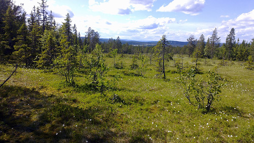 Myrete landskap langs den blåmerkete stien