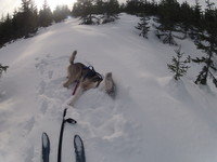 Sniff trives i vinter-Norge:)