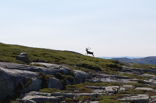 Reinsdyr på Sveinsheii