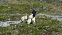 Astrid hadde draget på sauene i Fyrjaskaret...