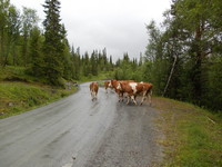 Kyr på fylkesveien til Sulåmo