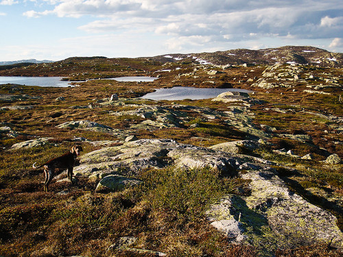 Frigg på vei innover Høgfjellmassivet.