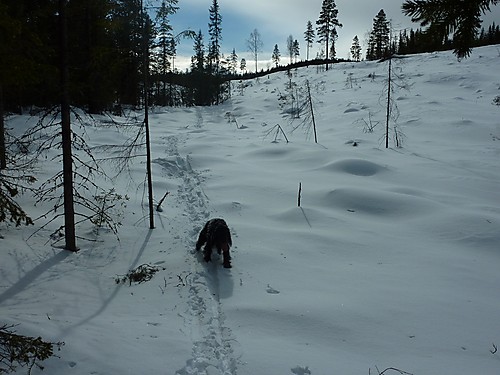 bergtatt_110311_sæterhaugen.jpg