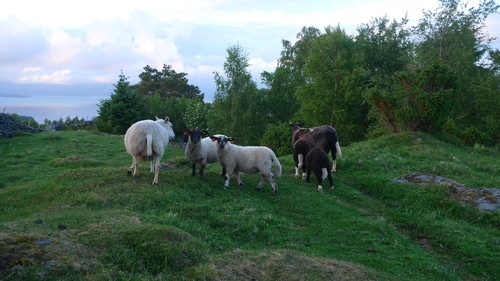 Stilige sauer på Eikåsen!