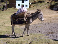 hmsv1_peru_july_2005813.jpg