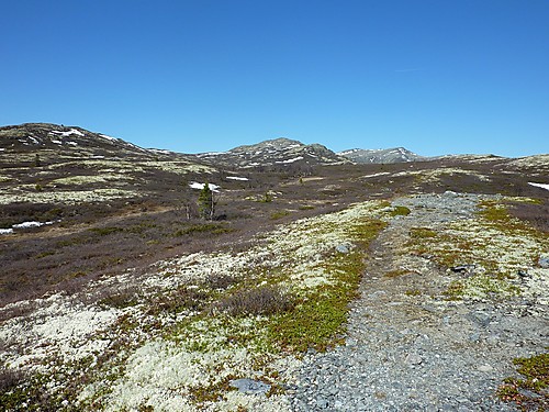 Lettgått terreng innover mot Sprenpiggen. Toppen i midten, Ruten 1516 moh bak til høyre.