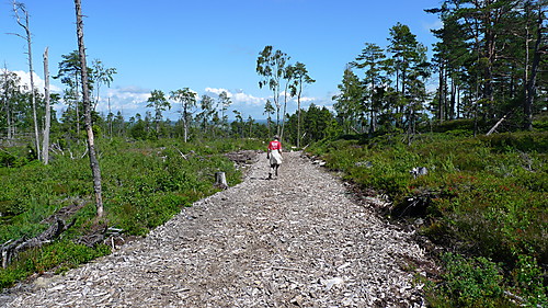 Skogsvei og ridevei med dekke av  treflis!