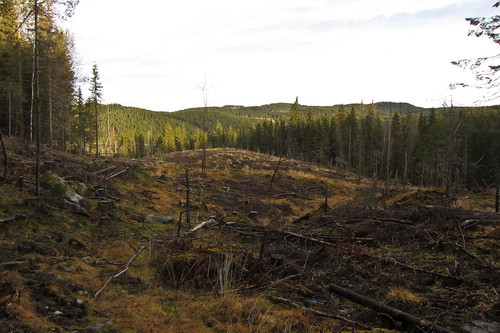 Hogstfelt langs den blåmerka stien nord for Langvassbrenna.