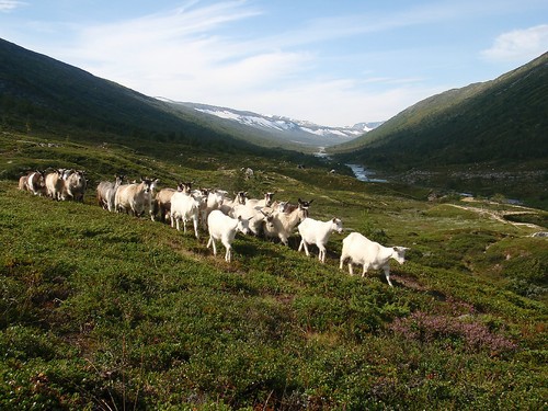 Frittgående geiter i Tundradalen.